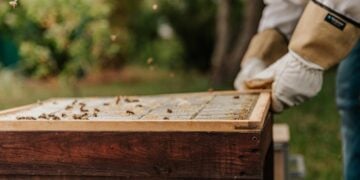 Beekeeper wearing the best beekeeping gloves while inspecting a hive frame