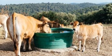 Cattle Water Trough: Sizing, Freeze Proofing, And Keeping It Clean 2 Cattle gathered around a cattle water trough in a rural pasture setting