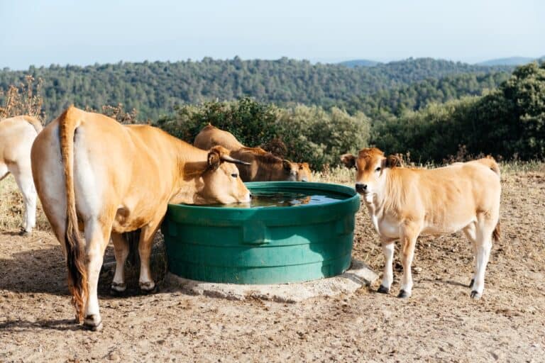 Cattle water trough: sizing, freeze proofing, and keeping it clean