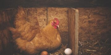 Chicken, hen, eggs, poultry, animal, barn, bird, farm, livestock, landfowl, farm animal, nest, nesting, nature, chicken eggs