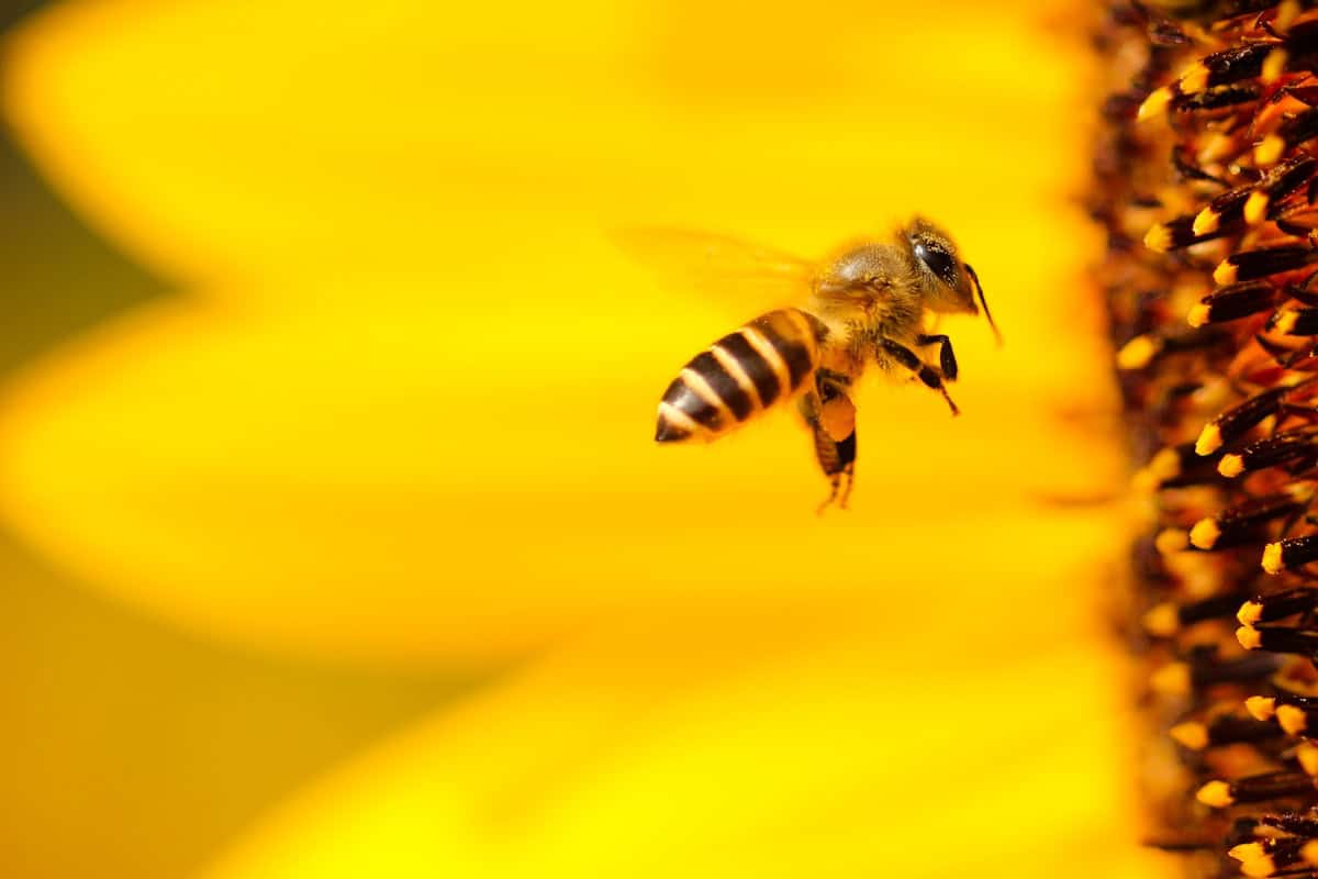 Worker bees: about six weeks in summer
