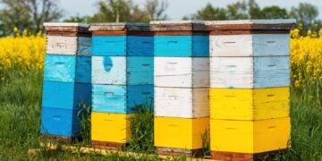Wooden beehive boxes illustrating how much beekeeping costs to start
