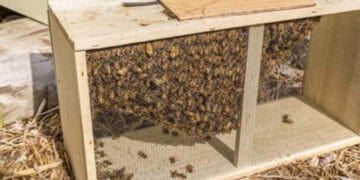 How To Install A Package Of Bees 9 Beekeeper learning how to install a package of bees into a new hive