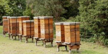 Winterizing Bee Hives: Wrapping, Ventilation, and Winter Feeding 3 Choosing a Hive Type