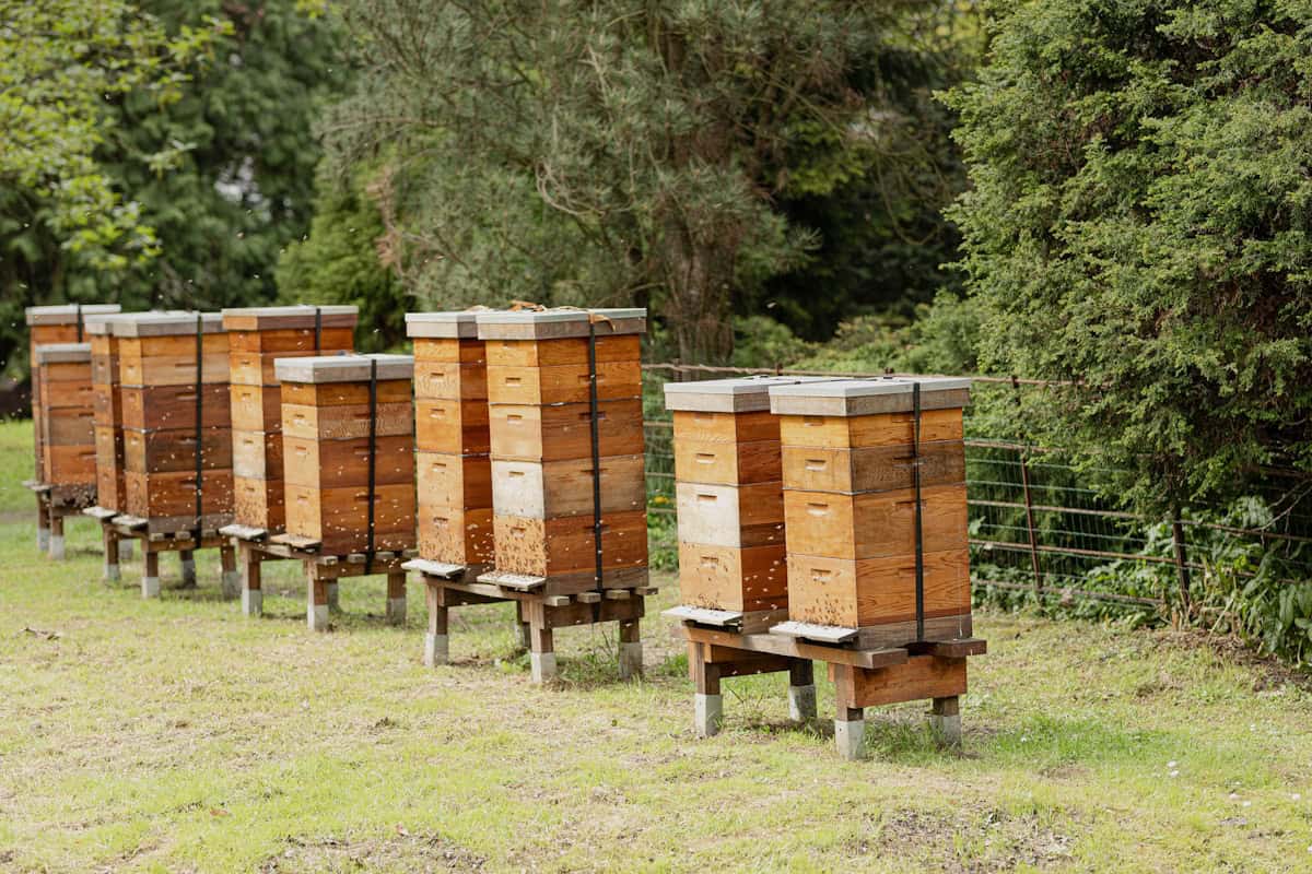 Choosing a hive type