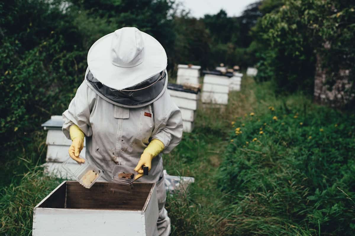 Essential beekeeping gear