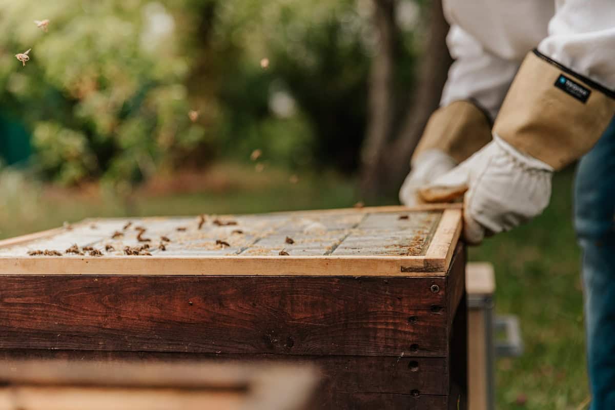 New beekeeper tending a Langstroth hive