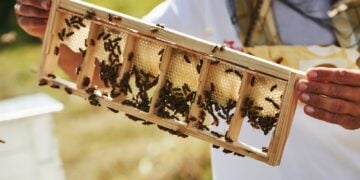 Beekeeper calmly working a honeycomb frame, showing is beekeeping hard