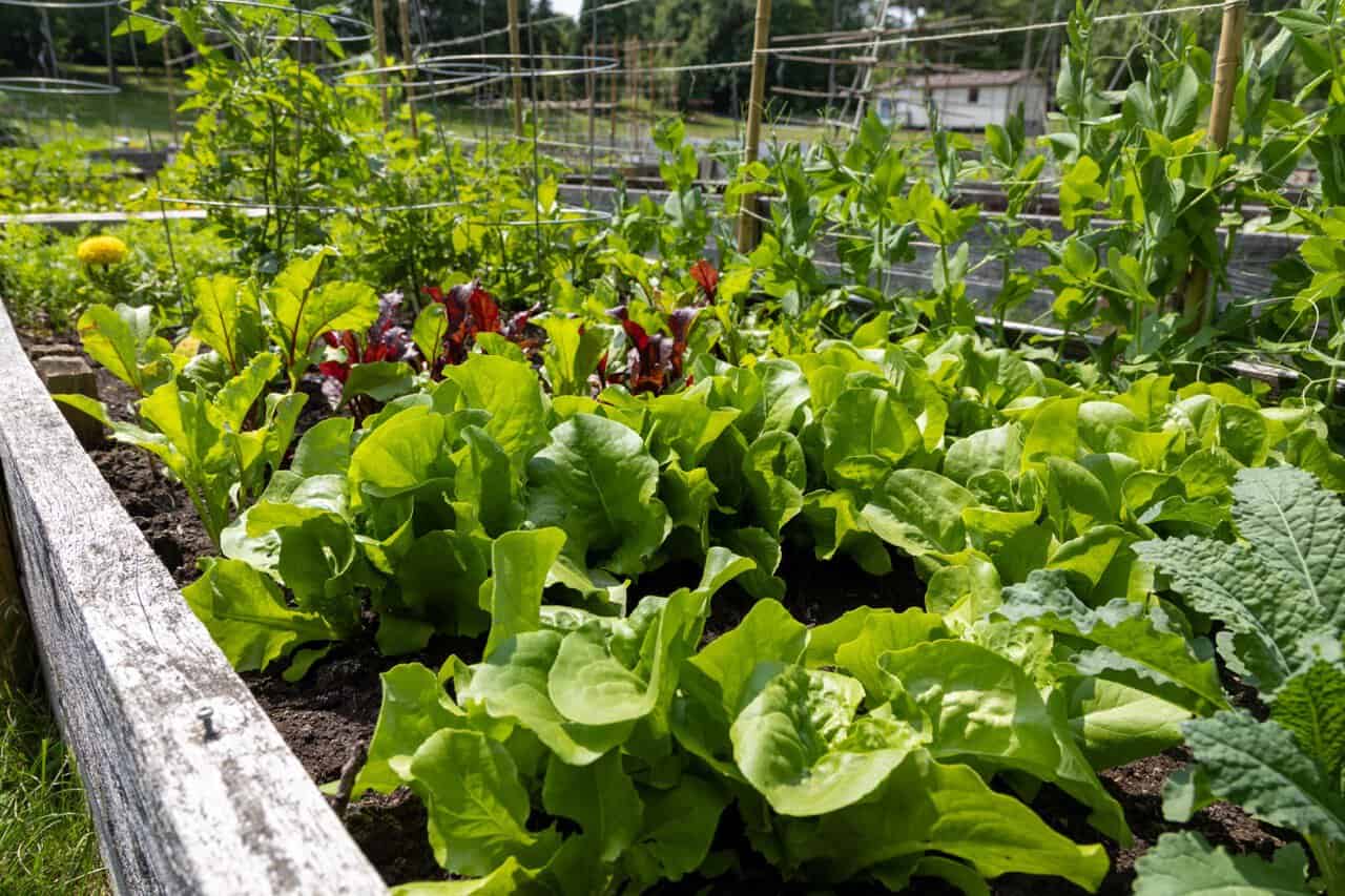 Mixed vegetables and lettuce growing in wooden raised beds in midsummer.