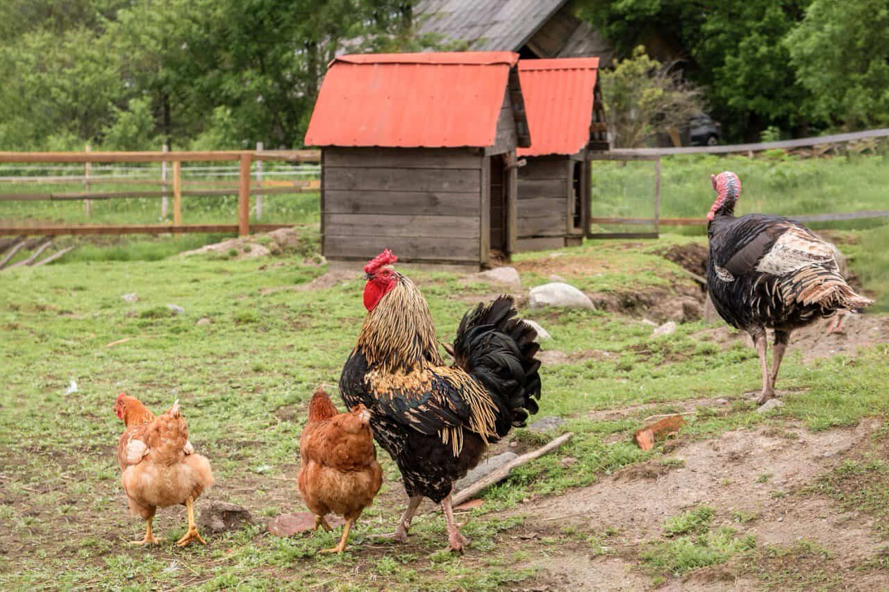Geese, chickens, and turkeys in a countryside farmyard on a summer day.