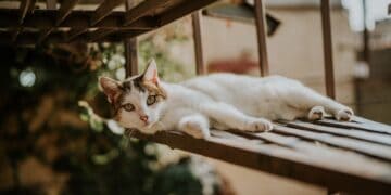 Turkish van cat resting outdoor on a wooden lattice in warm sunlight. Diy catio