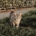 A focused tabby cat exploring through lush green grass outdoors.