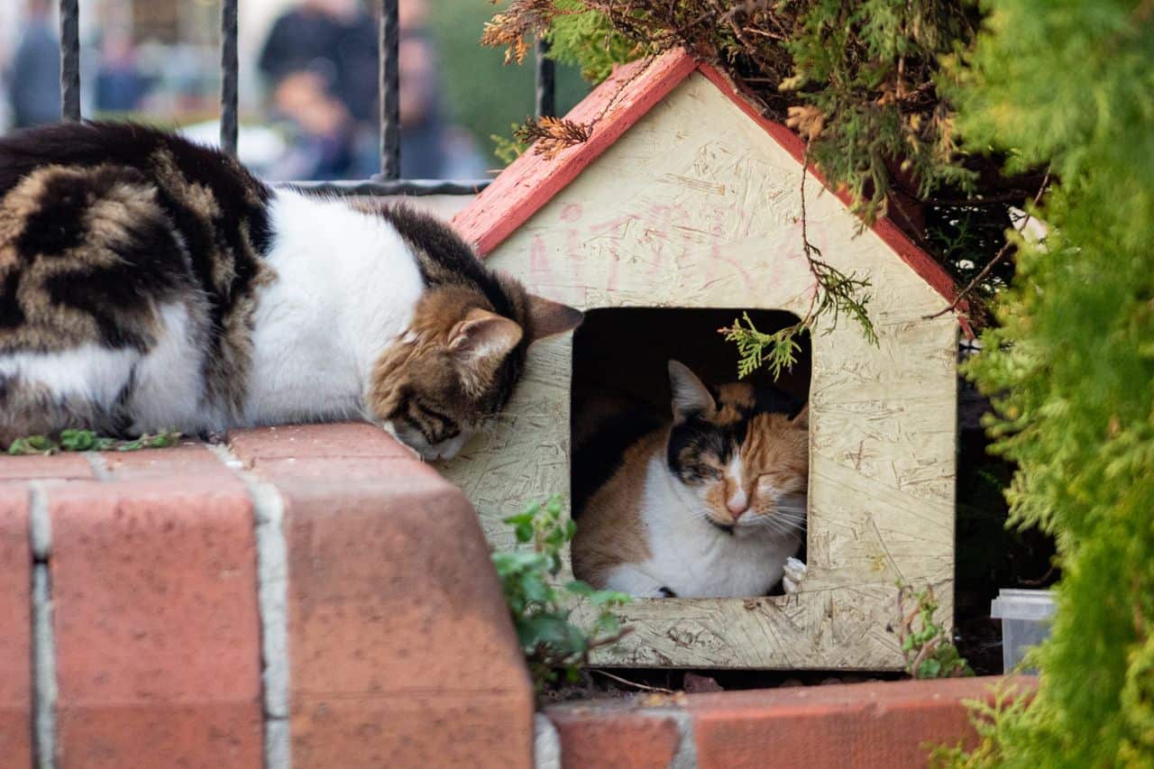 Two cats resting beside a wooden outdoor cat shelter