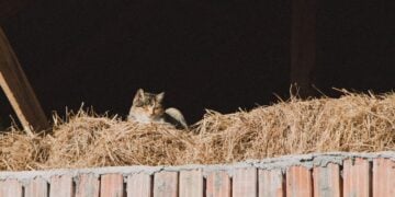 A tabby cat enjoys the sunlight while resting on a hay bale in a rustic barn setting.