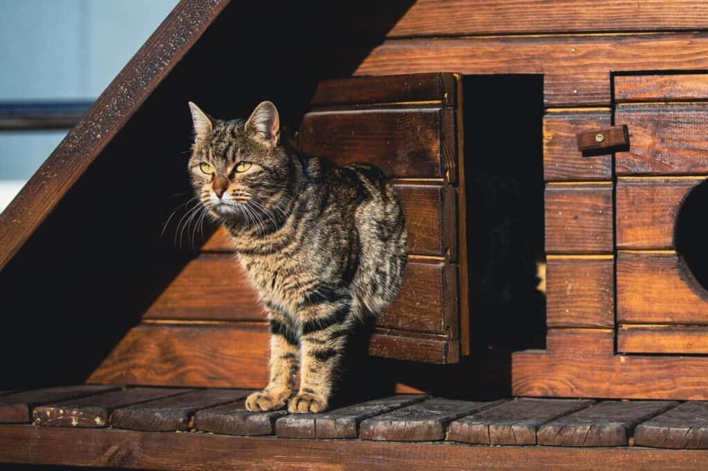 Adorable tabby cat enjoying sunlight on a rustic wooden shelter, perfect for pet lovers. Heated cat house outdoor cat house