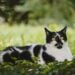 A black and white domestic cat lying comfortably in lush green grass outdoors.