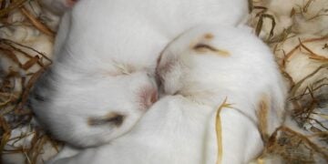 How Long Is A Rabbit Pregnant? Gestation And Kindling 3 Two fluffy newborn bunnies sleeping peacefully in a cozy nest of straw and fur.