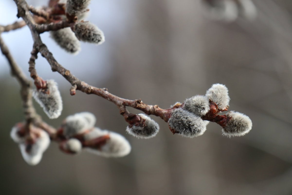 Early spring plants: the first meals of the year