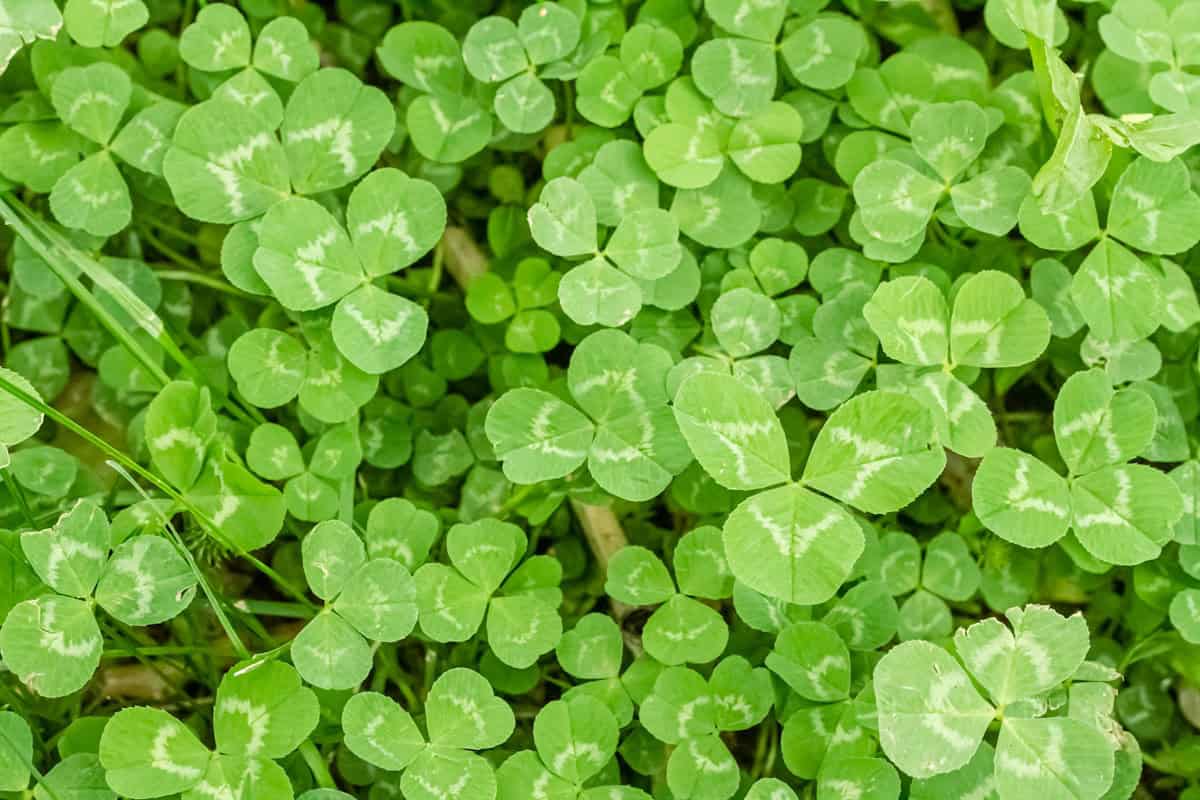 Summer plants: peak foraging