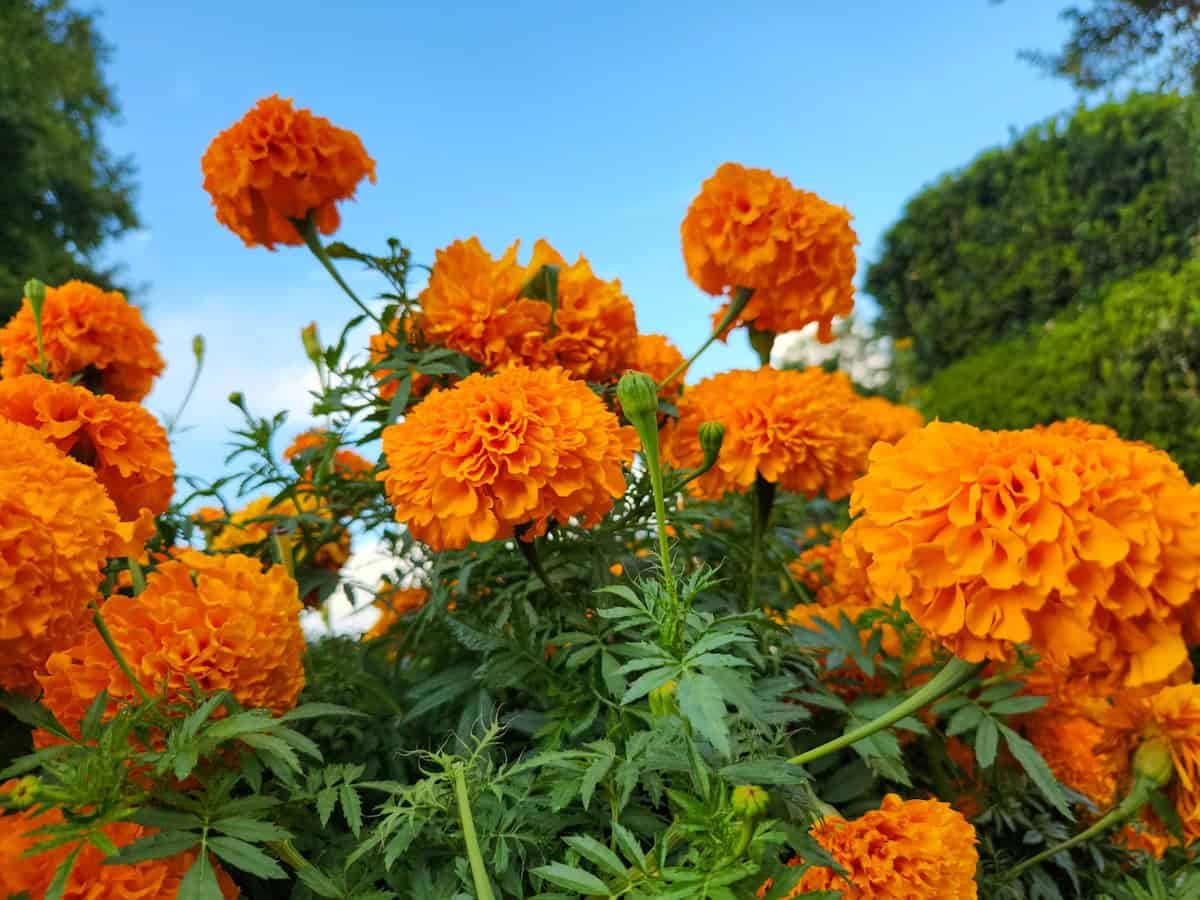 Native plants and single-flower forms: why they matter