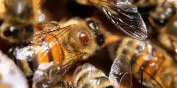 Varroa mite on a honeybee showing why the best varroa mite treatment matters