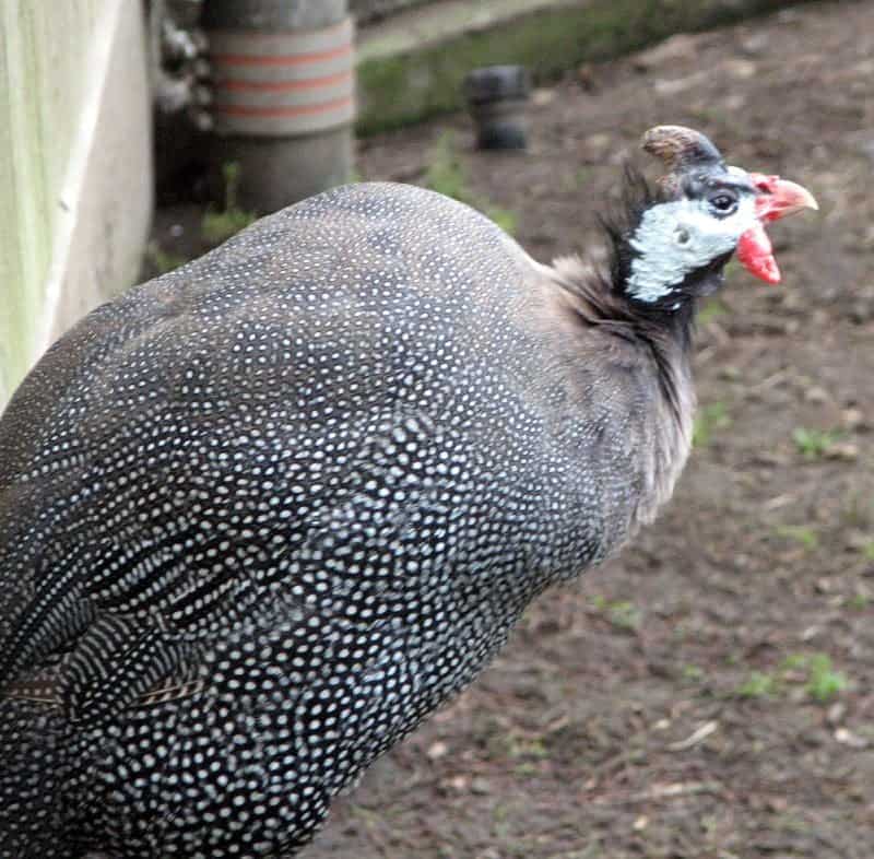 Adult guinea fowl standing in a farmyard