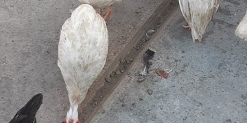 Group of white and black ducks and chickens walking on farm ground, outdoor poultry in natural environment.