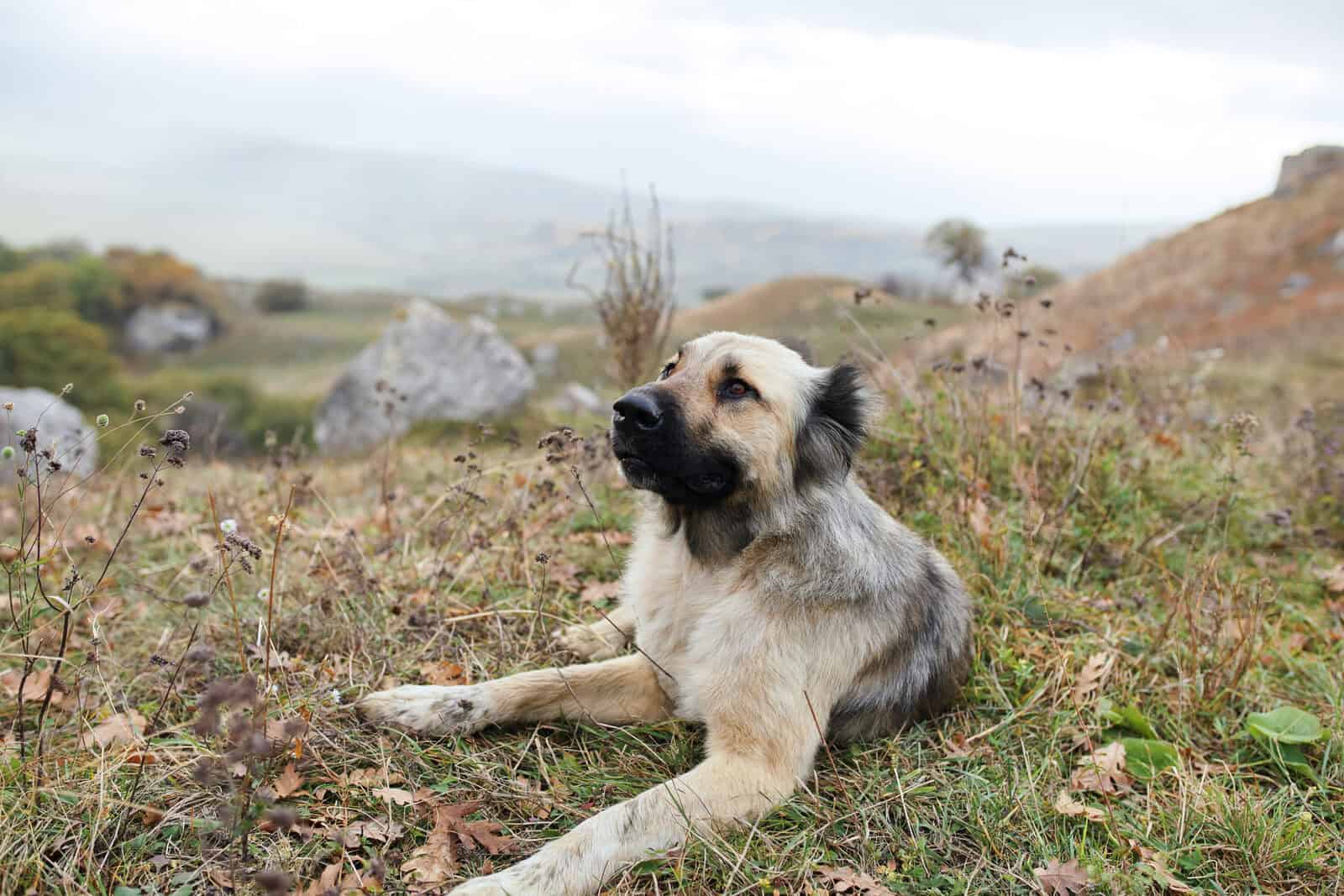 Anatolian shepherd, a livestock guardian dog for heavier predator pressure.
