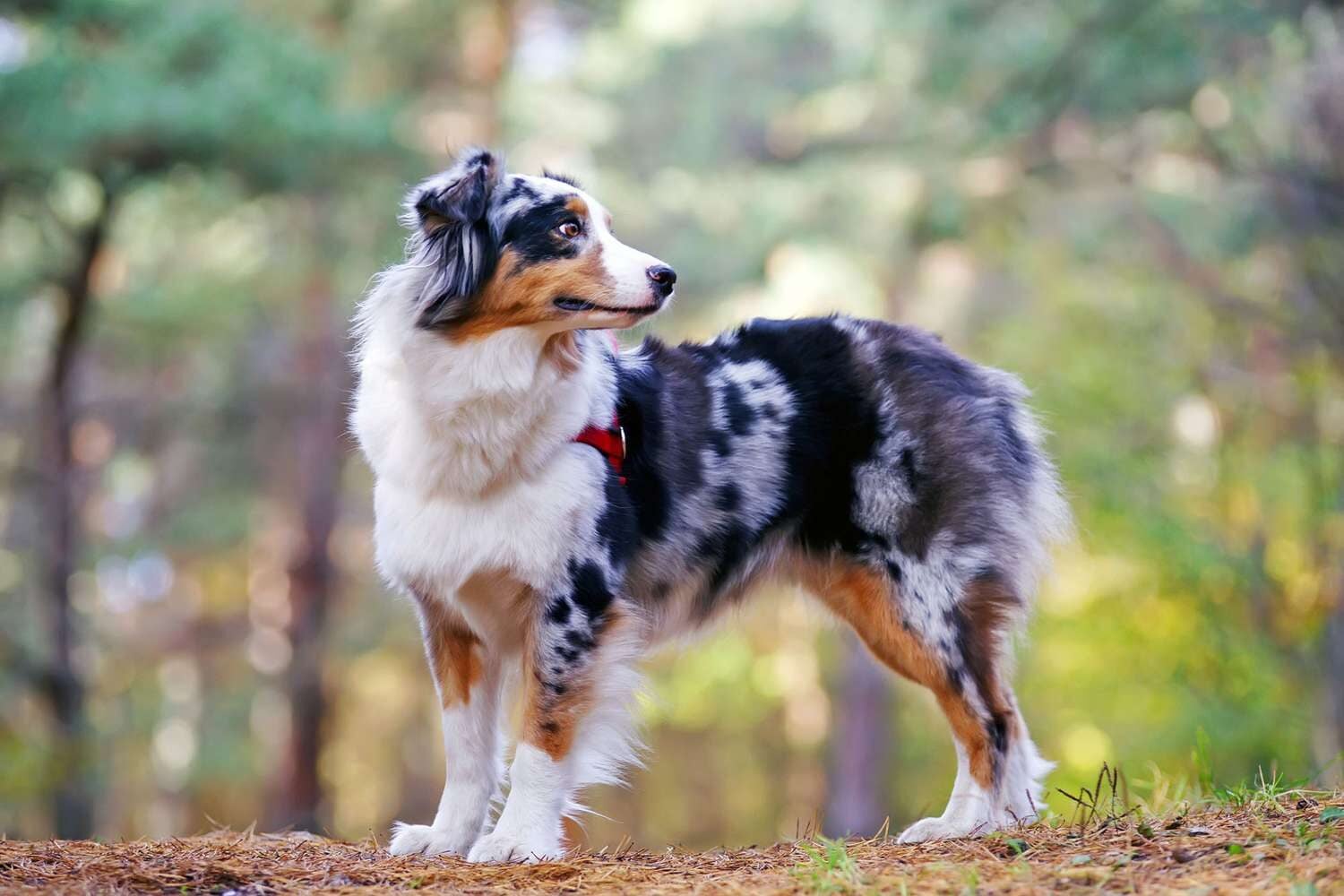 Australian shepherd, a herding breed rather than a poultry guardian dog.