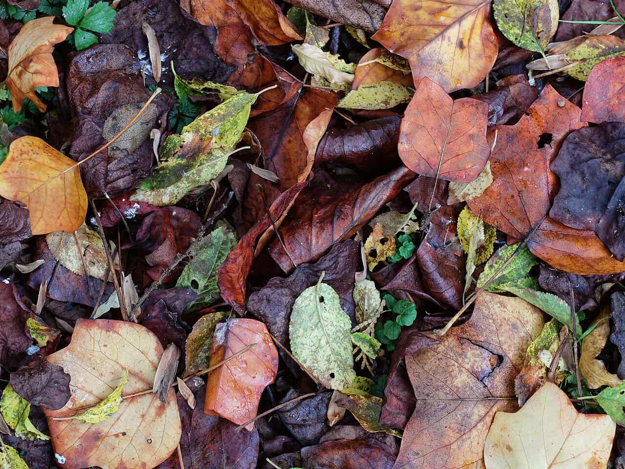Fallen autumn leaves covering a garden bed during fall cleanup.