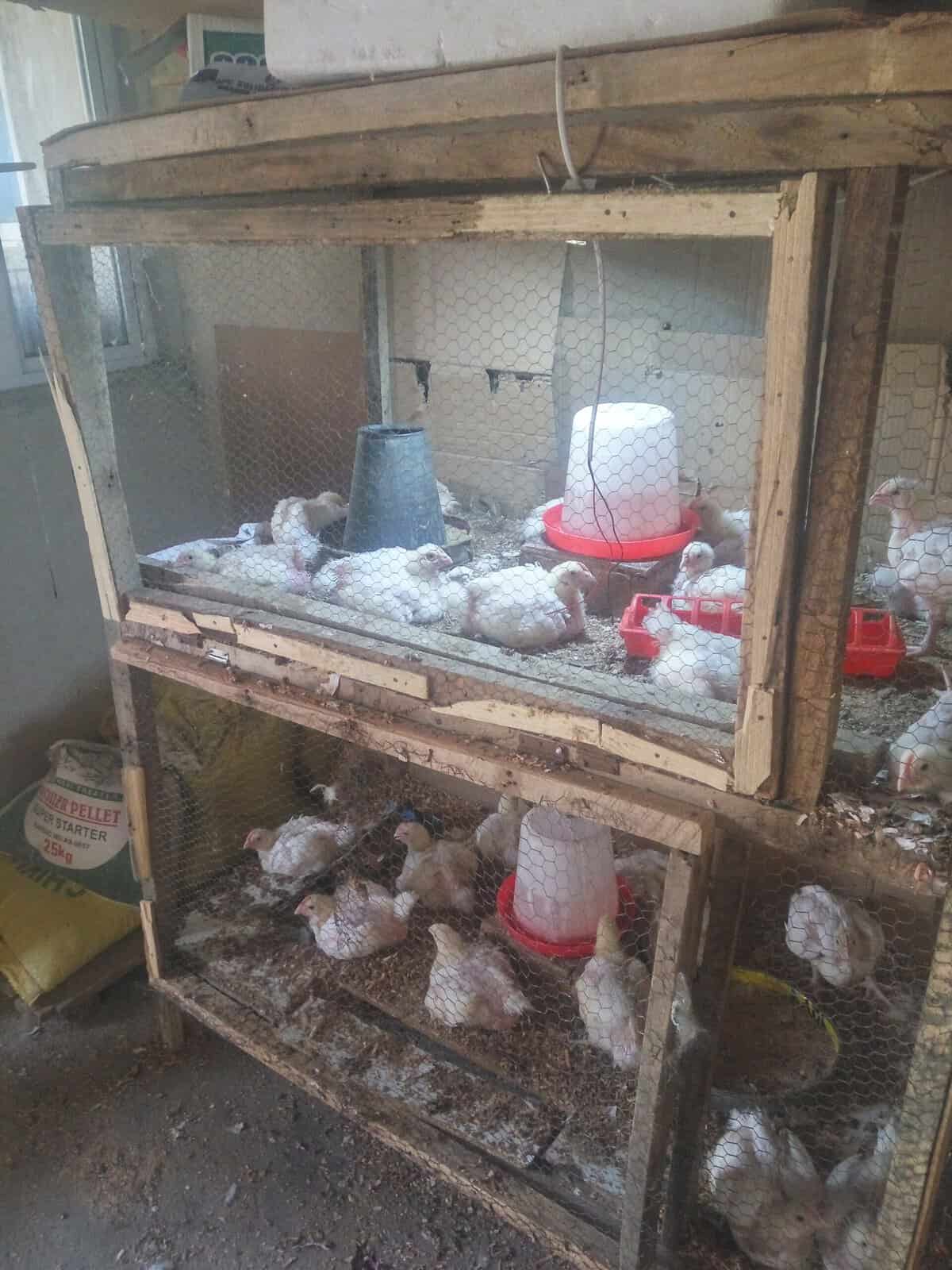 Baby chicks eating and drinking inside a wooden brooder