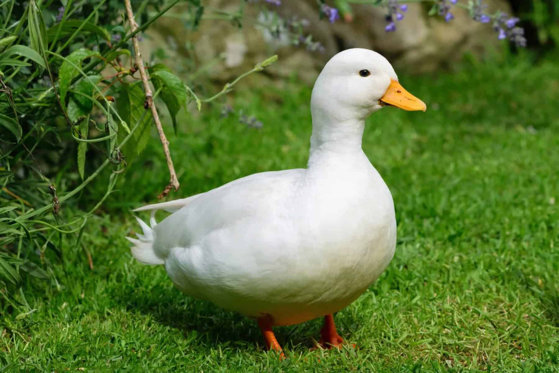 Calm family-friendly duck breed being hand raised in a backyard setting.