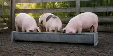 Three pigs eating from a metal trough in a farmyard with a wooden fence and green trees in the background.