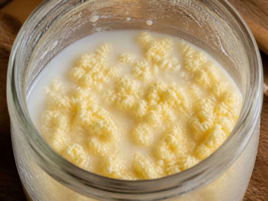 Pale yellow butter granules separated from thin buttermilk after churning.