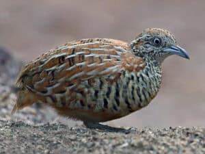 Button quail: the tiny quail that is not a meat bird