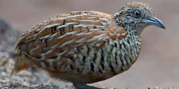 Button Quail: The Tiny Quail That Is Not A Meat Bird 2 Tiny button quail chinese painted quail close up