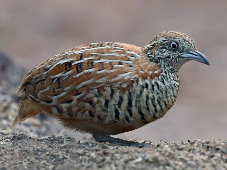 Button quail: the tiny quail that is not a meat bird