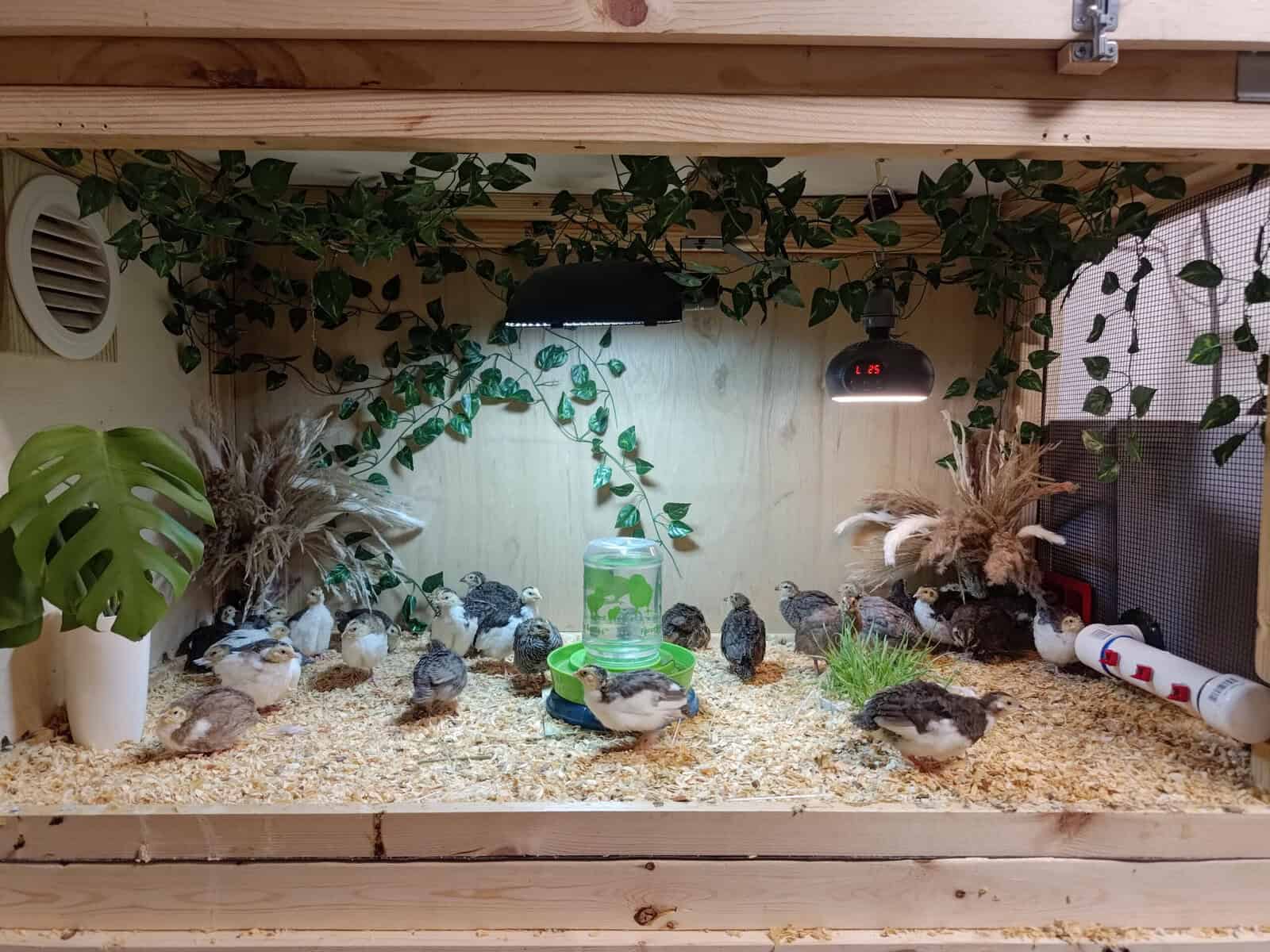 Button quail low aviary enclosure with floor level cover
