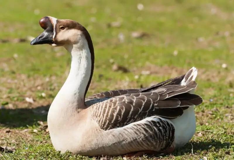 White chinese geese standing near a garden fence