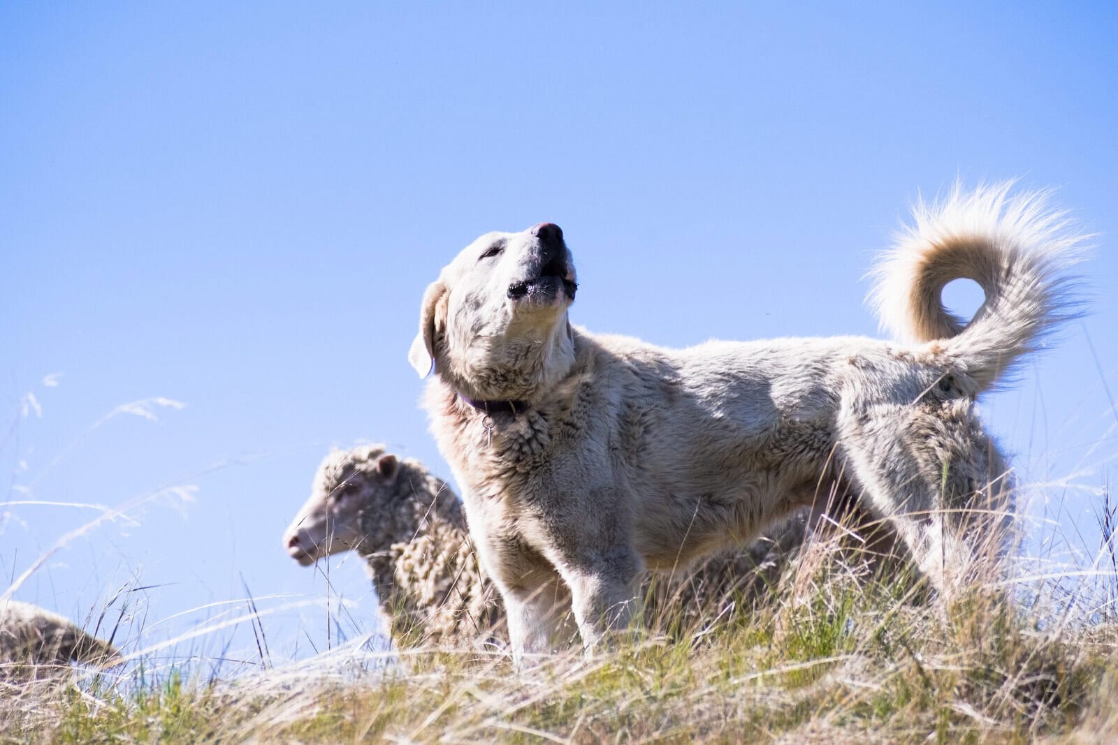 Livestock guardian dog that protects chickens resting near a flock of sheep.