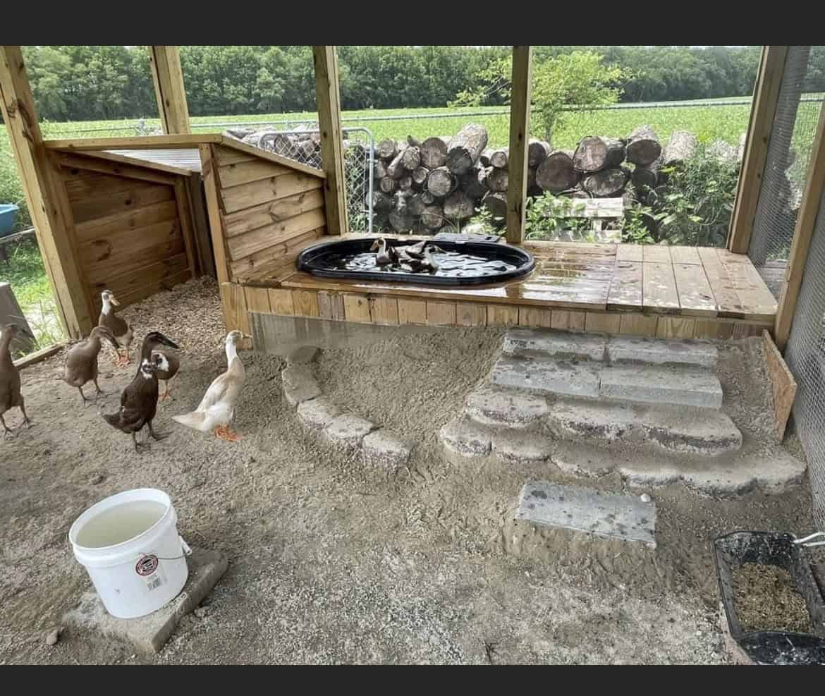 Duck run with a covered top to block hawks, owls, and climbing predators. Predator proof duck run