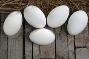 Can you eat goose eggs? Taste, size, and how to cook them