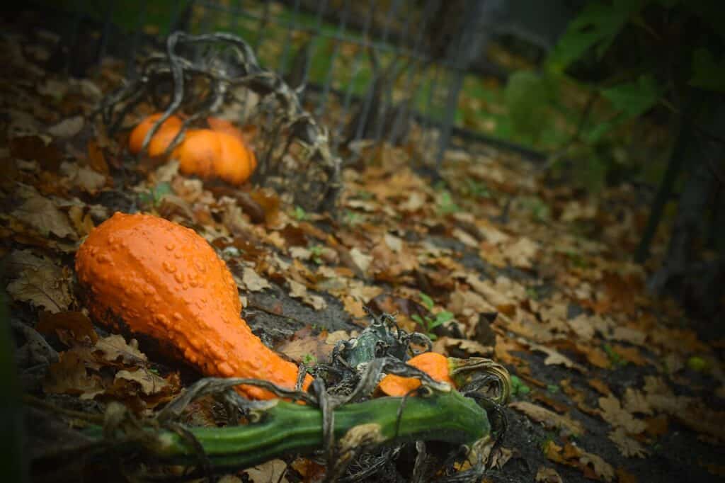 How to Store Winter Squash and Pumpkins for Long-Term Use 1 How to Store Winter Squash and Pumpkins for Long-Term Use