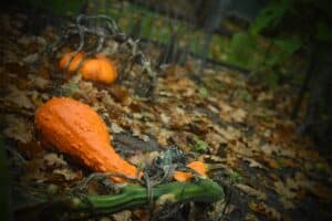 How to Store Winter Squash and Pumpkins for Long-Term Use 3 How to Store Winter Squash and Pumpkins for Long-Term Use