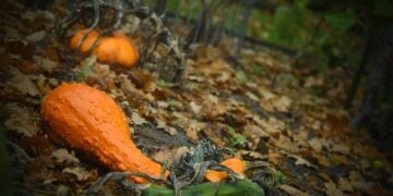 Fall pumpkins in the field, an example of knowing how to store pumpkins winter squash for the months ahead.