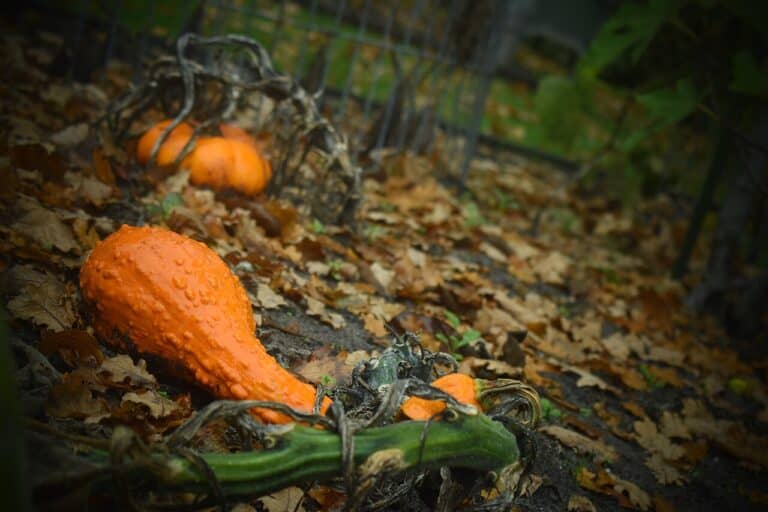 How to Store Winter Squash and Pumpkins for Long-Term Use 17 How to Store Winter Squash and Pumpkins for Long-Term Use