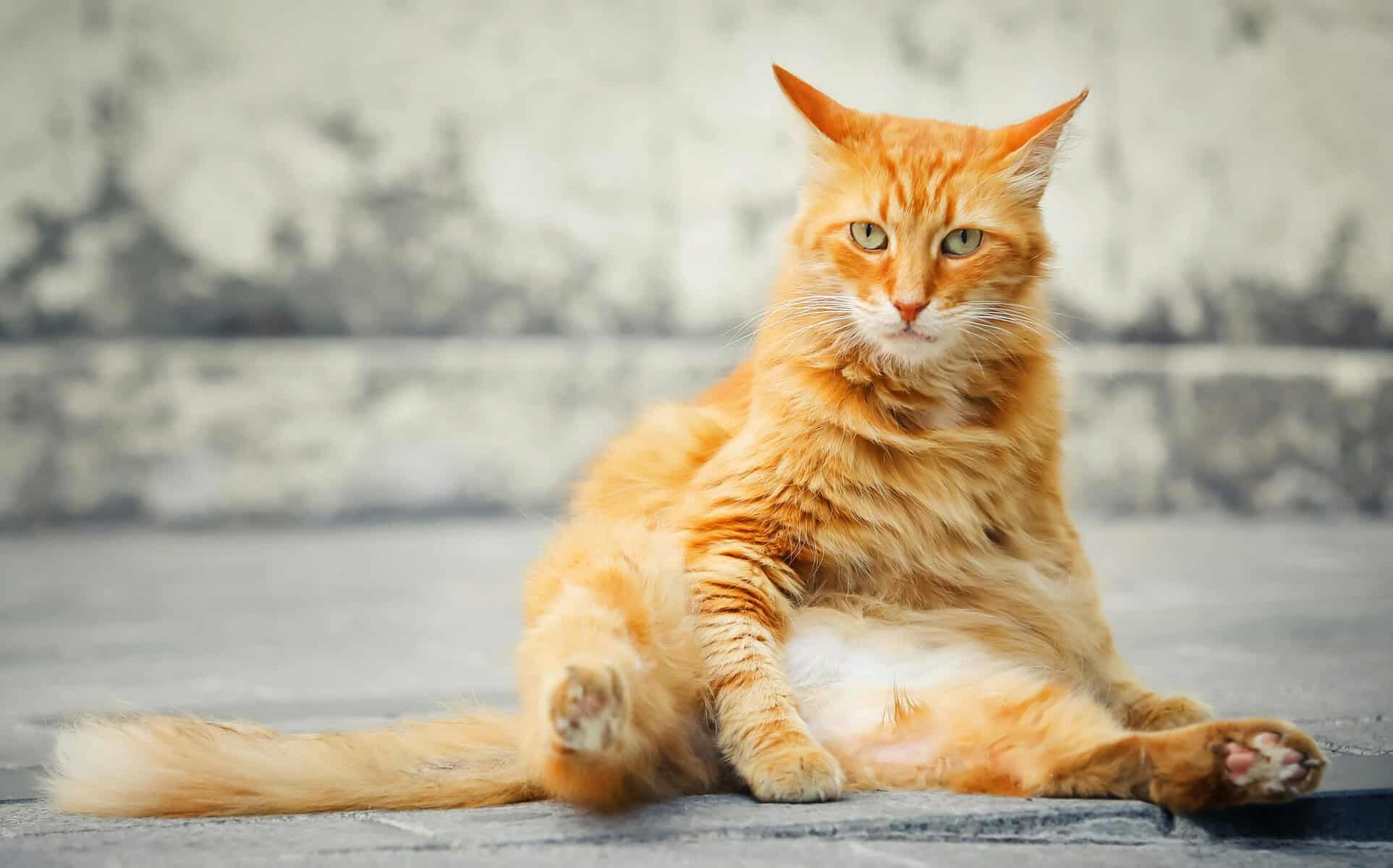 How To Use A Feral Cat Trap Without Making It Worse 2 Cat resting outdoors near shelter