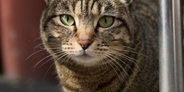 How To Use A Feral Cat Trap Without Making It Worse 5 Humane box trap for feral cat trapping