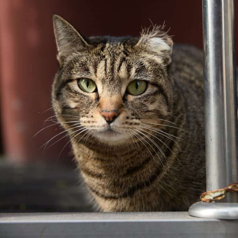 How to use a feral cat trap without making it worse