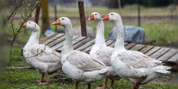 What is a group of geese called: a gaggle of domestic geese on pasture